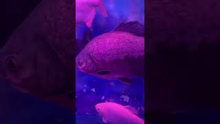 Piranha fish 🐟 piranha piranhafish monsterfish marinefishtank ytshorts shorts shortvideo [upl. by Louls]