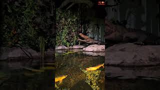 Arowana Fish Pond [upl. by Eelsha]