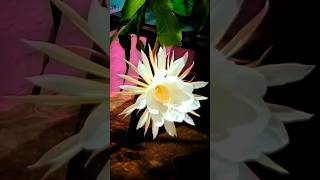 Epiphyllum oxypetalum time lapse epiphyllum epiphyllumoxypetalum shorts [upl. by Isdnil]