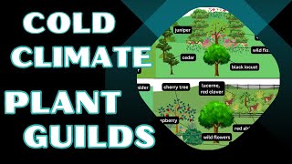 Examples of Permaculture Food Forest Tree Guilds in Temperate Climate [upl. by Phemia]