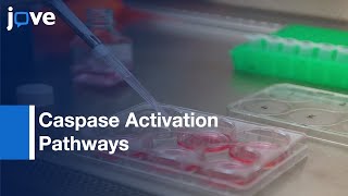 Caspase Activation Pathways Analysis by BiFC Assay  Protocol Preview [upl. by Carlotta]