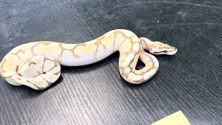 Lesser Spider Ball Python LS2401 ballpython ballpythonmorph snake reptiles [upl. by Eenoj920]