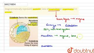 Diagrammatically represent sectional view of trophoblastic organisation in animals  CLASS 11 [upl. by Reta]