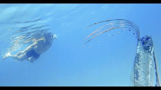 Swimming with Oarfish La Ventana Bay BCS Mx [upl. by Kitrak]