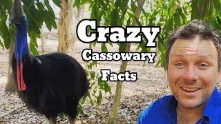 10 CRAZY Cassowary Facts You Didn’t Know [upl. by Nowyt]