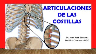 🥇 ARTICULACIONES DE LAS COSTILLAS Rápida Fácil y Sencilla [upl. by Nitsud643]