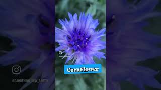 Super rare Cornflower [upl. by Chamberlin]