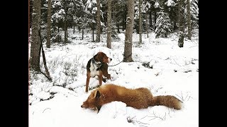 Rävjakt med Stövare och Terrier på Härkila [upl. by Beverlie196]