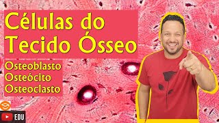 Células do Tecido Ósseo  Osteoblastos Osteócitos e Osteoclastos  Componentes do Tecido Ósseo [upl. by Brandon]