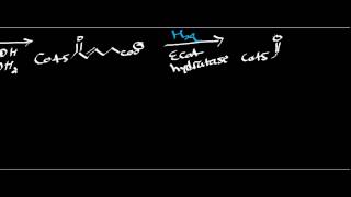 Biochemistry  Adipate Catabolism [upl. by Hudis788]