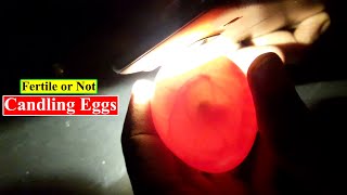 Candling Chicken Eggs  Candling Eggs Fertile or Not  Birds and Animals Planet [upl. by Calica603]