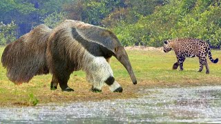 Predators Bypass Him Giant Anteater Destroys Everything In Its Path [upl. by Rbma]