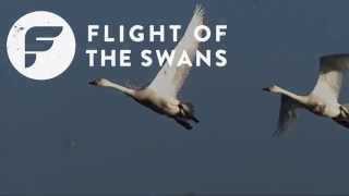 Introducing Flight of the Swans  WWT [upl. by Dranoc]