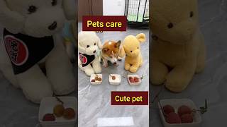 Cute Corgi Dog puppy 😍❤️🐕🐕pitbull viral shorts youtubeshorts dog ytshorts [upl. by Atnes]