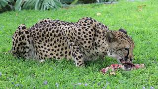 Namibia  Otjitotongwe Cheetah Farm 3 [upl. by Vassell]