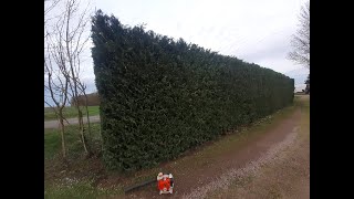 Taille haie de cyprésJardiscine Paysagiste en Vendée Pays de Loire 85st pexine [upl. by Yank879]