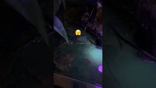 Springtail infestation 🫣🥲 trending bugs aquarium cool serpadesign viralvideo youtubeshorts [upl. by Putscher]