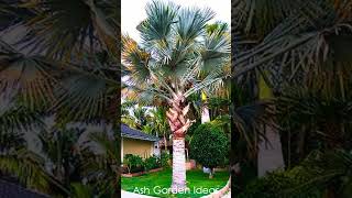 All Types of Palm Trees  Different Types of Palm  palm tree varieties palm plant shortspalmtree [upl. by Fong411]