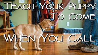 Labrador Retriever Teach Your Puppy To Come When You Call  Gun Dog Training [upl. by Whelan]