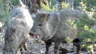 Minute Out In It Javelinas Eating Cactus [upl. by Isaac]