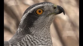 Falconry Introduction to goshawks [upl. by Notniuq166]