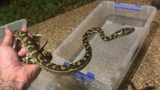 Carpet Python Raiding a Bird Cage [upl. by Akfir]