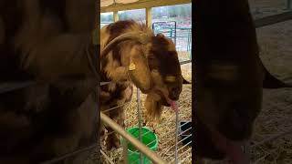 Goat Makes Weird Noise While Screaming [upl. by Amehr]