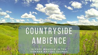 🐦 Countryside Ambience  Sleepy Meadow Nature Sounds for Sleeping and Reducing Stress [upl. by Nimzzaj]