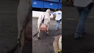 50 kg  milk 🥛 ricord Jay Gau Mata 🐄 Jay shree Ram 🙏youtube trending shorts [upl. by Chemesh]