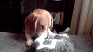 Beagle and cat playing [upl. by Arised873]