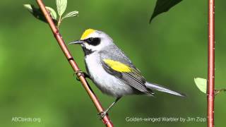 Goldenwinged Warbler Song [upl. by Anigger753]