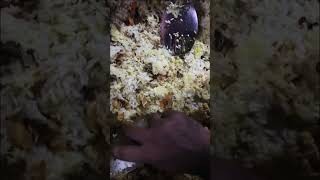 Chicken biriyani kaithi biriyani [upl. by Tavy]