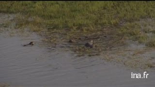 Botswana  hippopotames dans les marécages [upl. by Obed]