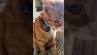 Cats In The Cradle  Harry Chapin HD With Lyrics [upl. by Tuttle]