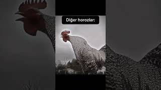 Denizli Horozu Tek Atar 😅🐓 [upl. by Maire]