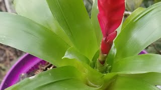 Bromelia transplante y cuidados [upl. by Pich165]