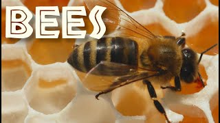 All About Bees for Kids Bee Facts and Information for Children  FreeSchool [upl. by Ahslek]