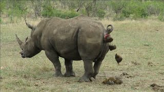 Southern White Rhino Marking Territory  Kruger Park Sightings [upl. by Fadas54]