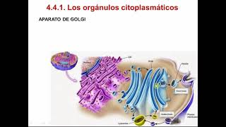 La célula Estructuras y orgánulos 4º ESO [upl. by Avruch721]