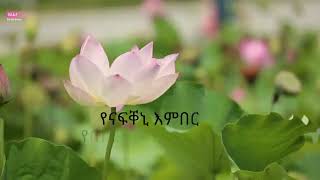 solomon haile bealti maedo ሰለሞን ሃይለ በዓልቲ ማዕዶ lyrics [upl. by Tsirhc]