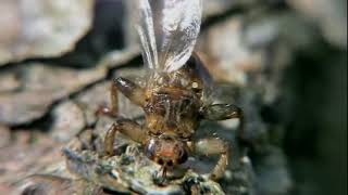 quotUnmasking Louse Flies The BloodSucking Parasites of Animals and Birdsquot [upl. by Ennahtur495]