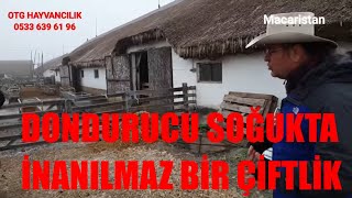 DONDURUCU SOĞUKTA İNANILMAZ ÇİFTLİK  PEDİGRİ MACAR MERİNOSU VE BERRICION DUE CHER  MACARİSTAN [upl. by Aenahs]