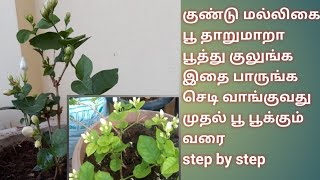 குண்டு மல்லிகை செடி வளர்ப்பு how to grow jasmine plant in Tamil jasmine plant fertilizer and care [upl. by Adnawat508]