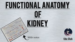 Functional Anatomy of kidney  Fuctions  Cortical and Juxtamedullary nephron [upl. by Erland]