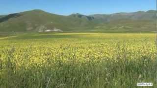 Castelluccio di Norcia e la fioritura delle Lenticchie nel Parco Monti Sibillini  Sibilliniwebit [upl. by Larine]