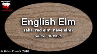 English Elm ulmus procera  Mitchs World of Woods [upl. by Earlie587]