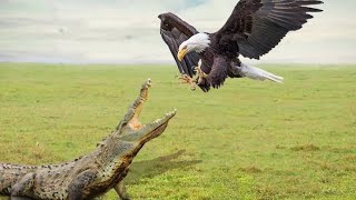 Eagle vs Lizard 🦎 😳 Fight  who will win [upl. by Sinnelg]