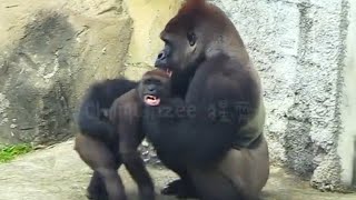 小J 被阿爸修理😆🤣Silverback gorilla family interactionsDjeeco FamilyTayariJabaliIrikiRingo [upl. by Ahseined432]