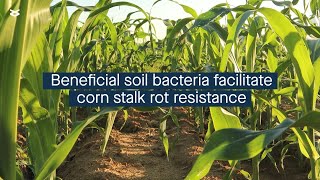 Corn stalk rot resistance is facilitated by beneficial soil bacteria recruitment [upl. by Walther]