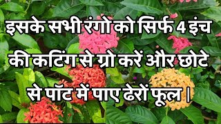 Complete care tips of Ixora plant [upl. by Aidualc]